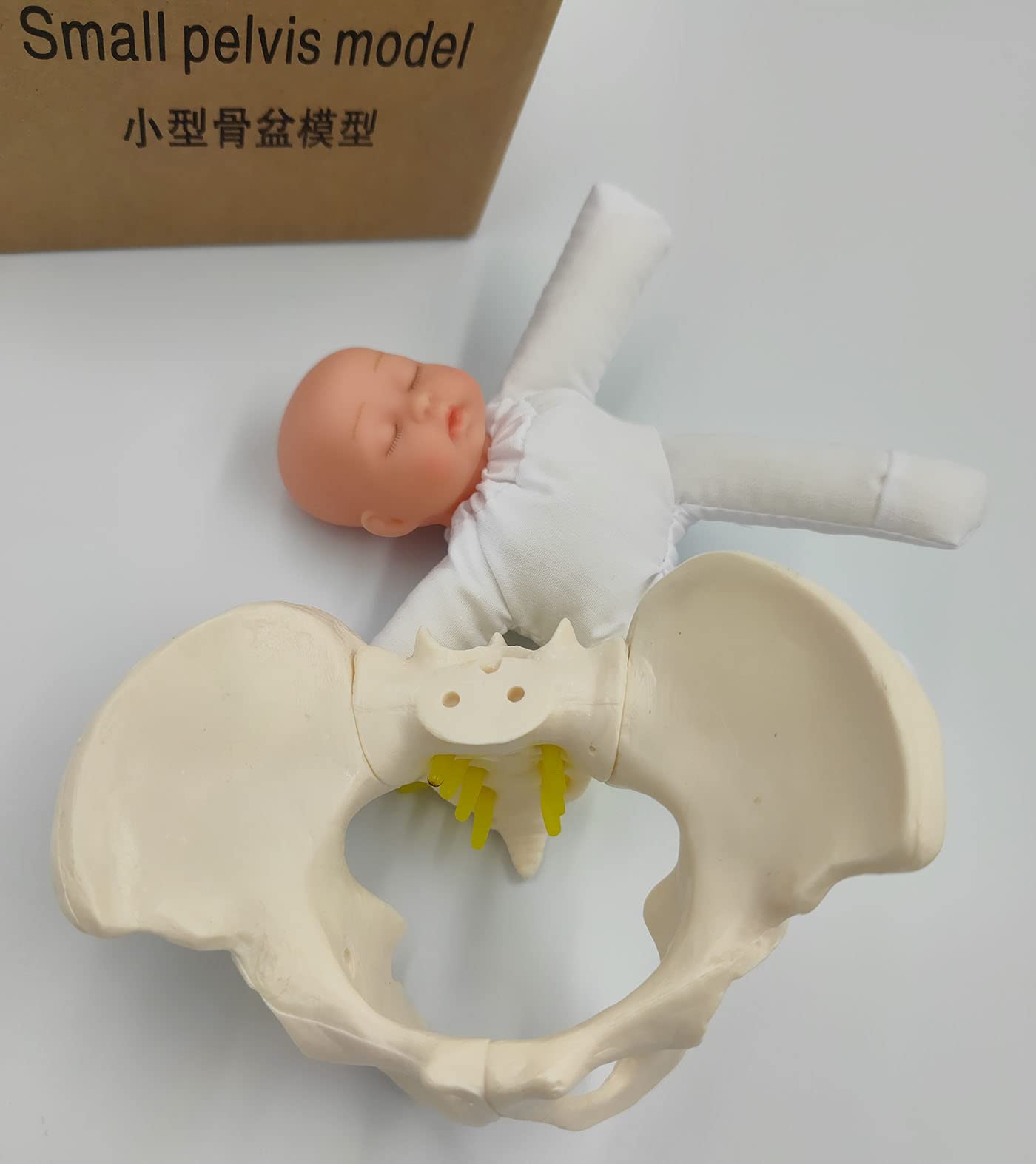 Childbirth Demonstration Pelvis Model-Mini Female Pelvis&Baby Model - Fetus/Umbilical Cord/Placenta-Childbirth Simulator Female