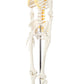 Axis Scientific Mini Human Skeleton Model, 31" Tall, Bone White, Metal Stand, Removable Arms & Legs, A-105168