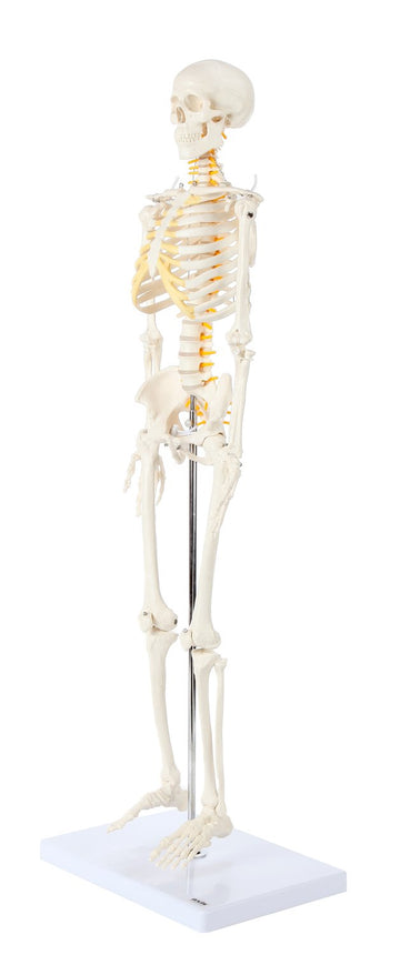 Axis Scientific Mini Human Skeleton Model, 31" Tall, Bone White, Metal Stand, Removable Arms & Legs, A-105168