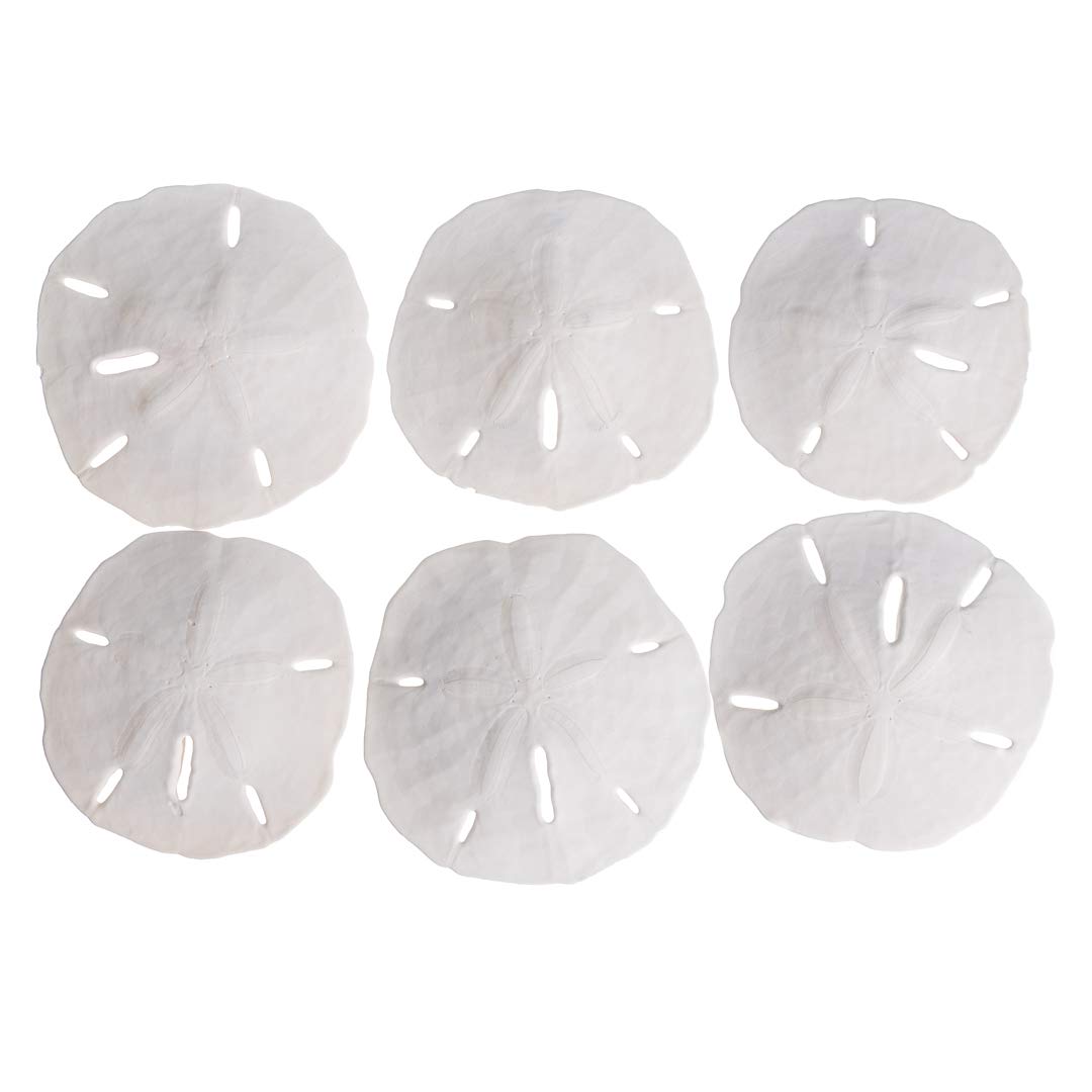 Sand Dollar | Real Sand Dollars 3 to 3 1/2 (Set of 6) | Sand Dollar Shells | Plus Free Nautical eBook by Joseph Rains