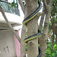 Brandon-super 52 Realistic Black Rubber Snake - Scare Toy for Halloween, Pranks, and Decorations, Large Size