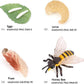 Hvogvok Bee Growth Cycle Set, Lifelike Animal Figures, Educational Kids Toy, 4-Piece Insect Model Kit For Parties