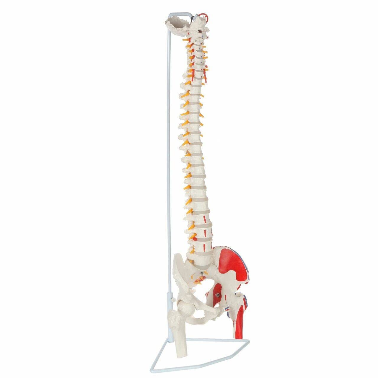 Cranstein A-311 Spine Model with Pelvis and Thigh Stockings Painted Colourful Anatomy Model as Learning Model or Teaching Aid