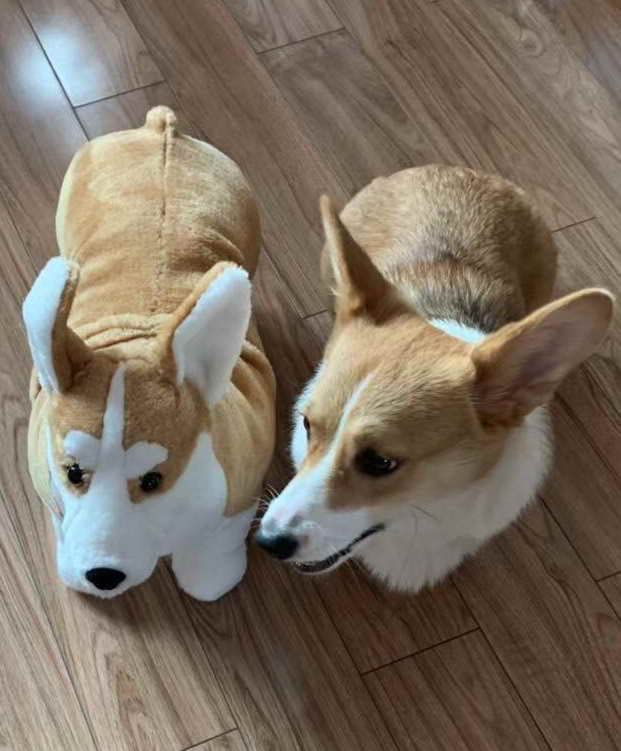 WOKI Corgi Dog Plush Stuffed Animal - Realistic 20" Large Brown Polyester Toy Model 6975330420030