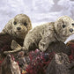 Folkmanis Harbor Seal Hand Puppet, Brown, Cream, Black, 1 Ea