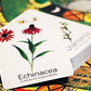 Wildcraft! An Herbal Adventure Game/Family Game: Cooperative Board Games For 4+ Year Olds Learn 25 Herbs – Coop Board Games/Educational Games W/Learning Tools, Incl. Plant Guide & Coloring Book