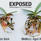 Absolute Unlimited Orchiata Orchid Bark - 100% Pure New Zealand Pinus Radiata, 3/8” to 1/2” Size for Aeration and Longevity