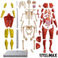 Be Amazing! Toys Interactive Human Body - 60 Piece Fully Poseable Anatomy Figure - 14    Tall Model - Anatomy Kit - Removable Mu