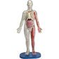 SmartLab Toys Human Body Model - 60 Pieces, 36 Removable Parts, 12" Size, Multi Color, Includes Illustrated Book & Glowing Eyeballs