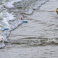 Surfer Dudes Classics Wave Powered Mini-Surfer and Surfboard Beach Toy - Costa Rica Rick