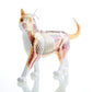 4D Vision Orange Tabby Cat Skeleton & Anatomy Model Kit