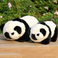Lazada Stuffed Animal Panda Bear Baby Girl Gifts Panda Toys 6.5'