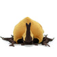 Zhongxin Made Realistic Gold Atlas Beetle Plush Toy - 10'' Atlas Insect Beetle Stuffed Animal, Soft Crustaceans Animals Model, U
