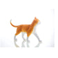 4D Vision Orange Tabby Cat Skeleton & Anatomy Model Kit