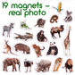 Magdum 19 Fridge Magnets For Toddlers Zoo Photo Kids Magnets For Fridge - Toddler Magnets For Refrigerator - Magnetic Animals - Fridge Magnets For Kids - Animal Magnets - Toddler Fridge Magnets