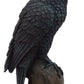 Ebros Gift Gothic Raven Figurine Crow Scavenger Bird Perching On Rock Sculpture 6' H Ossuary Macabre Harbinger Of Doom Ravens Crows Death Creature