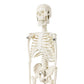 Evotech Mini Human Skeleton Model For Anatomy, 17.7'' Full Body Human Skeleton Model With Movable Arms And Legs On Plastic Base For Medical Teaching Learning, Kids Learning Education Display Tool