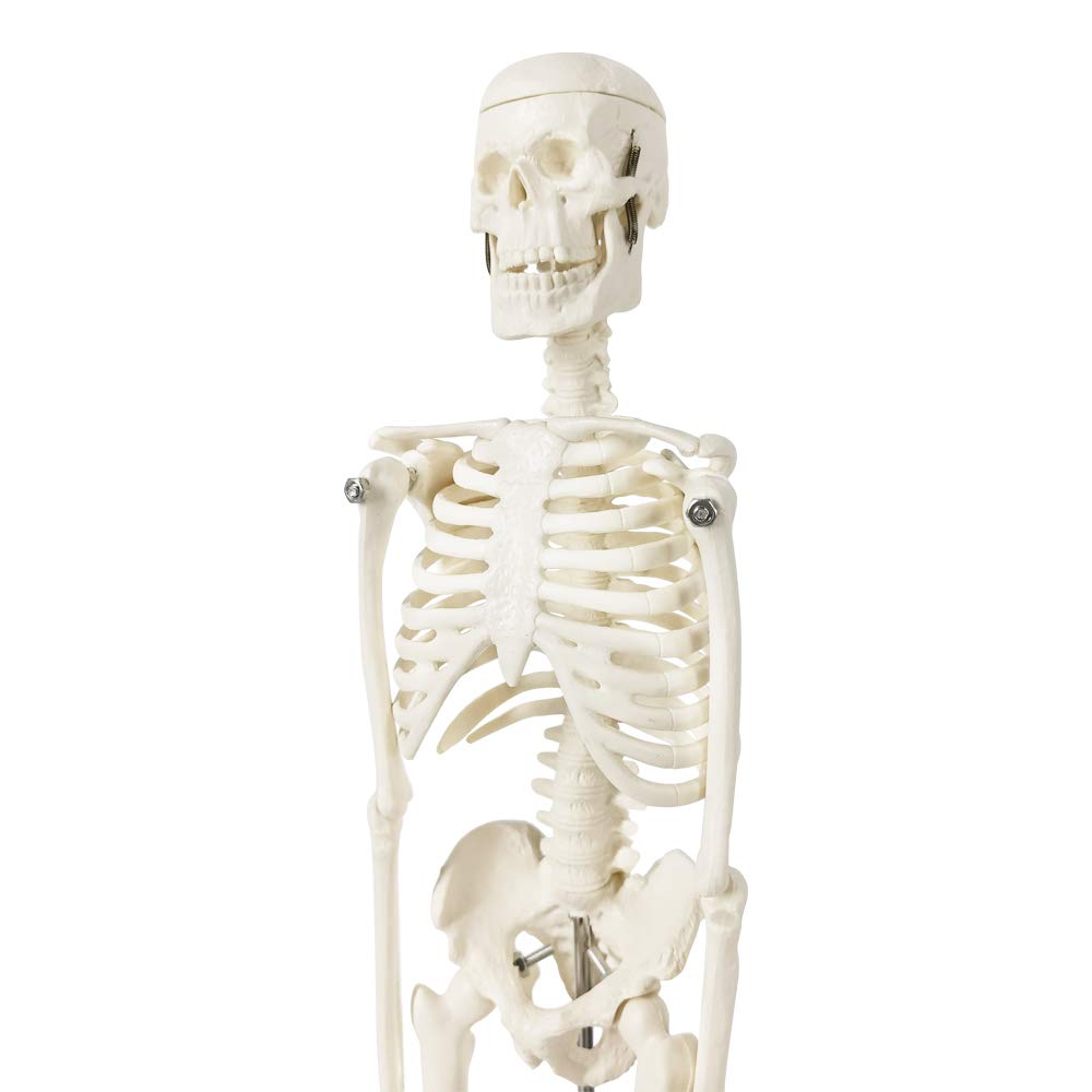 Evotech Mini Human Skeleton Model For Anatomy, 17.7'' Full Body Human Skeleton Model With Movable Arms And Legs On Plastic Base For Medical Teaching Learning, Kids Learning Education Display Tool