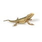 Nakimo Bearded Dragon Animal Figurine Lizard Toy Realistic Reptile Figures For Decoration, Science Education, Prank Props (Bearded Dragon)