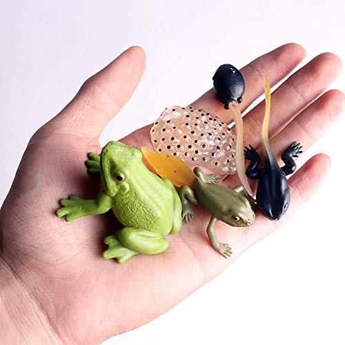 Gemini&Genius Life Cycle Of Frog Figurines, Bulk Insect Growth Diary Action Figures, Super Fun For Learning Gifts, Party Favors, Treasure Box Prizes, Goodie Bag Fillers, Family Fun