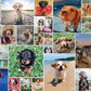 Andrews McMeel Publishing 1000 Piece Jigsaw Puzzle - WeRateDogs - 26 x 19 inches - Fun for All Ages