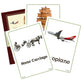 Raldins  Laminated Cards  Water Resistant  1+ Year Kids (Transports, Small)