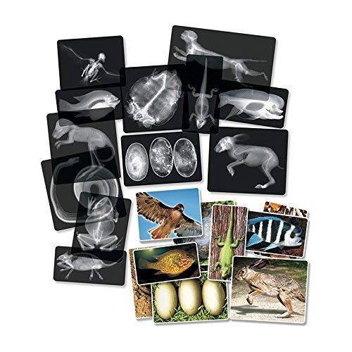 Roylco R5910 Animal X-Rays, 8 x 10, 28 Pieces