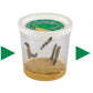 Insect Lore Cup Of Live Baby Caterpillars With Figurines | Butterfly Kit Refill - Plus Butterfly Life Cycle Stages Toy Figurines | 5 Painted Lady Caterpillars Shipped Now