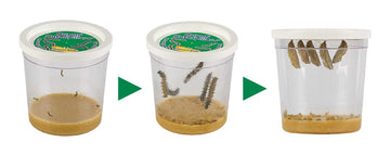 Insect Lore Cup Of Live Baby Caterpillars With Figurines | Butterfly Kit Refill - Plus Butterfly Life Cycle Stages Toy Figurines | 5 Painted Lady Caterpillars Shipped Now