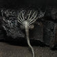NECA Alien 40th Anniversary Giger Action Figure, 7” Scale, Plastic, One Size, As Shown, Model 51710