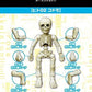 Pose Skeleton Person ( 2 ) Children