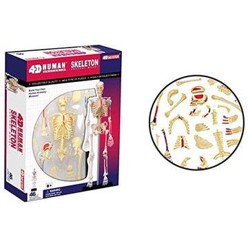 4D Visions Models Visible Human Skeleton Anatomy Kit, One Color