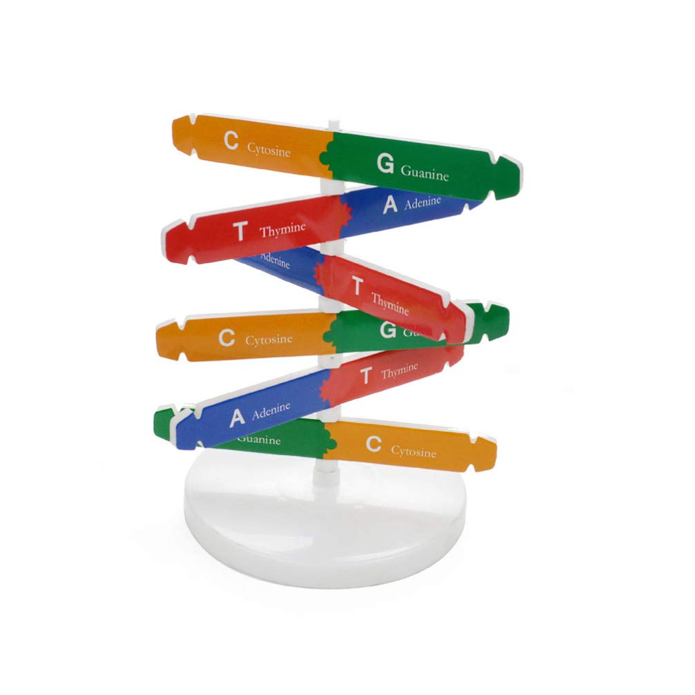 Dna Kit Self Double Helix Model Kit Assembling Dna Display Stand Double Helix Model Human Genes Learning Toy Biological Teaching
