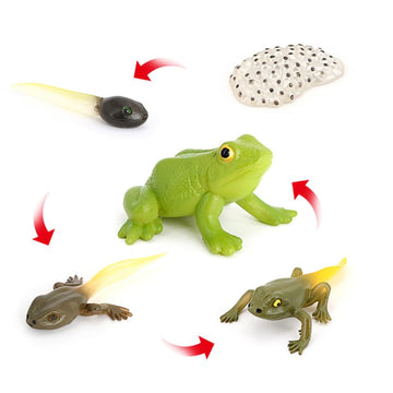 Hvogvok Frog Growth Cycle, Animal Growth Cycle Biological Model , Growth Stage Lifelike Frog Life Cycle Model Set For Kids Education Insect Themed Party Favors