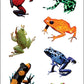 Playhouse Pack of Three Perforated Sticker Half-Sheets for Crafts, Trading & Collecting - Rainforest Frogs 1 Pack