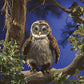 Folkmanis 3135 Hooting Owl Hand Puppet, One Size, Multicolor