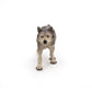 Papo Wild Animal Kingdom Grey Wolf Figurine, Hand-Painted, 6cm, Plastic, Multicolor, Model 53012, Collectible for Ages 3+