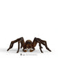 Schleich Wizarding World Of Harry Potter Collectible Figurine Aragog For Kids Ages 6+