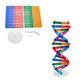 Dna Kit Self Double Helix Model Kit Assembling Dna Display Stand Double Helix Model Human Genes Learning Toy Biological Teaching
