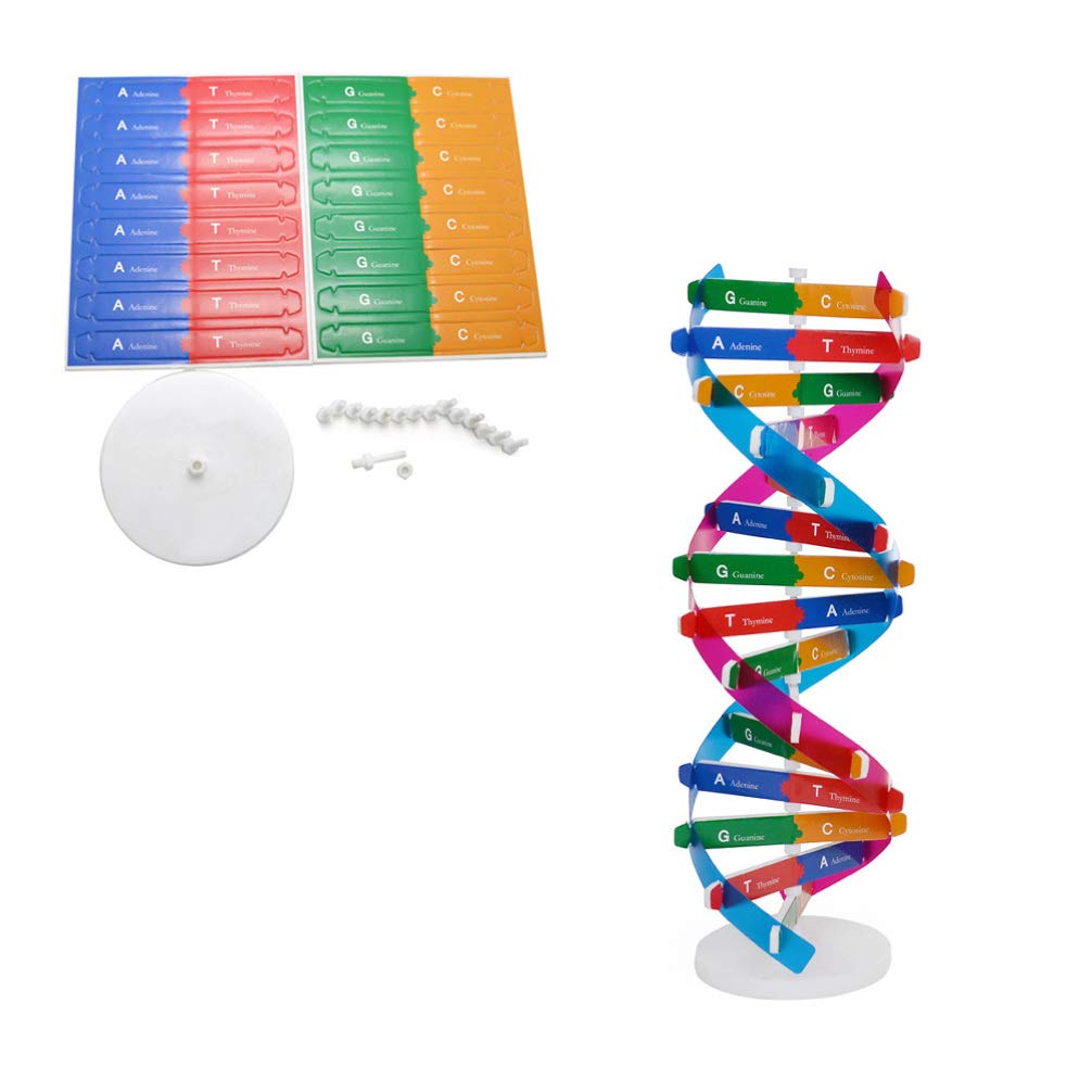 Dna Kit Self Double Helix Model Kit Assembling Dna Display Stand Double Helix Model Human Genes Learning Toy Biological Teaching
