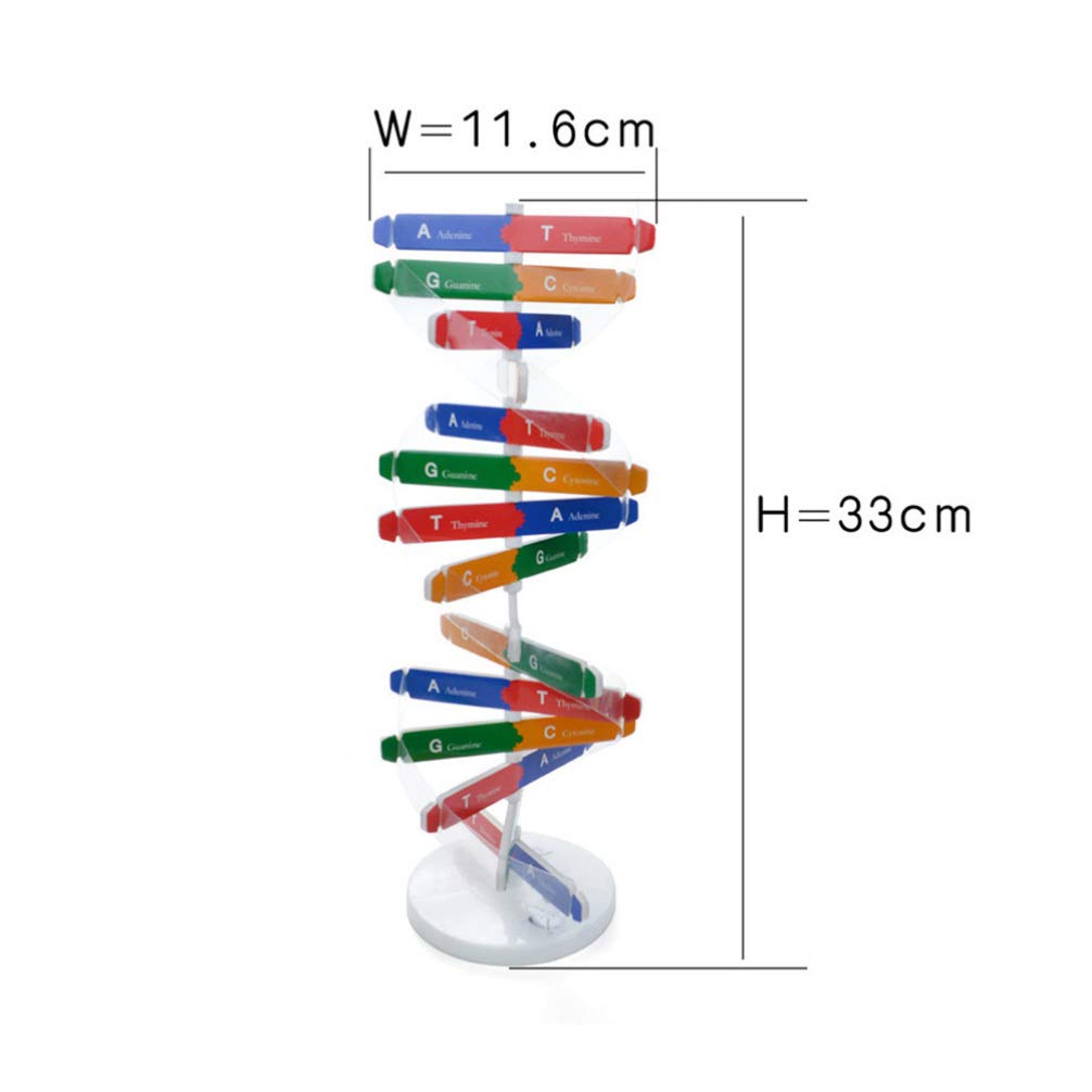 Dna Kit Self Double Helix Model Kit Assembling Dna Display Stand Double Helix Model Human Genes Learning Toy Biological Teaching