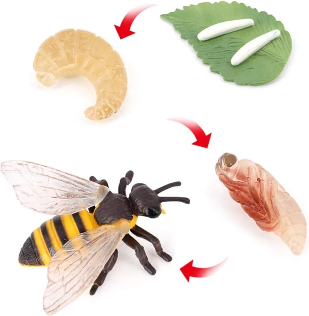 Hvogvok Bee Growth Cycle Set, Lifelike Animal Figures, Educational Kids Toy, 4-Piece Insect Model Kit For Parties