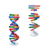 Dna Kit Self Double Helix Model Kit Assembling Dna Display Stand Double Helix Model Human Genes Learning Toy Biological Teaching