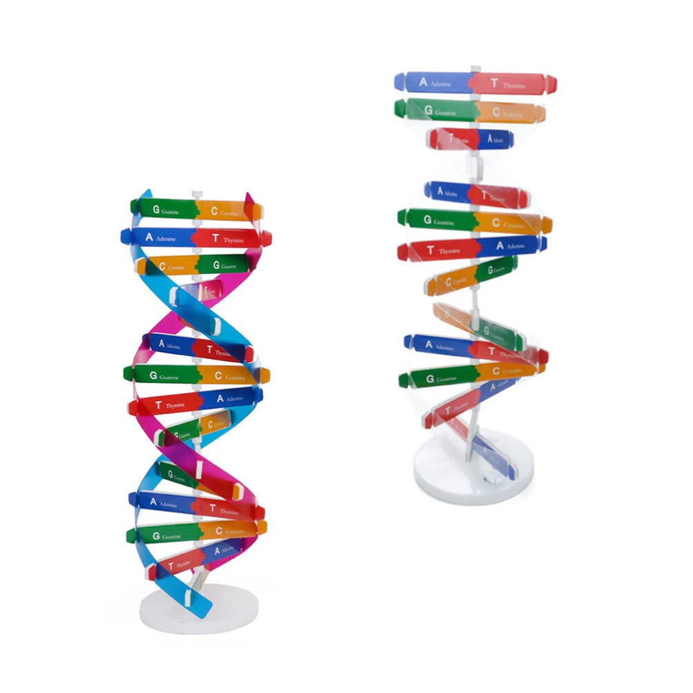 Dna Kit Self Double Helix Model Kit Assembling Dna Display Stand Double Helix Model Human Genes Learning Toy Biological Teaching
