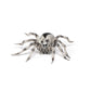 Papo -Hand-Painted - Figurine -Wild Animal Kingdom - Tarantula -50190 -Collectible - For Children - Suitable For Boys And Girls- From 3 Years Old