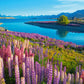 500 Piece Jigsaw Puzzle, Lake Tekapo, New Zealand, Mackenzie Region, Flower puzzle, Vibrant natural beauty, Adult Puzzle, Castorland B-53896