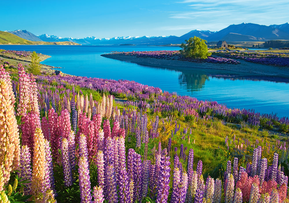 500 Piece Jigsaw Puzzle, Lake Tekapo, New Zealand, Mackenzie Region, Flower puzzle, Vibrant natural beauty, Adult Puzzle, Castorland B-53896