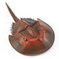 Lc Joycre Plastic Crab Toy Horseshoe Crab Figurine 7 Inch Sea Creatures Toys For Kids Crab Decor For Collection Realistic Sea Li