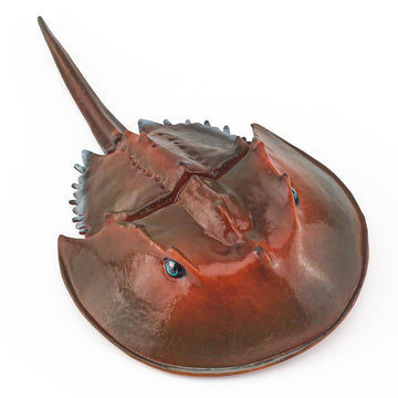 Lc Joycre Plastic Crab Toy Horseshoe Crab Figurine 7 Inch Sea Creatures Toys For Kids Crab Decor For Collection Realistic Sea Li