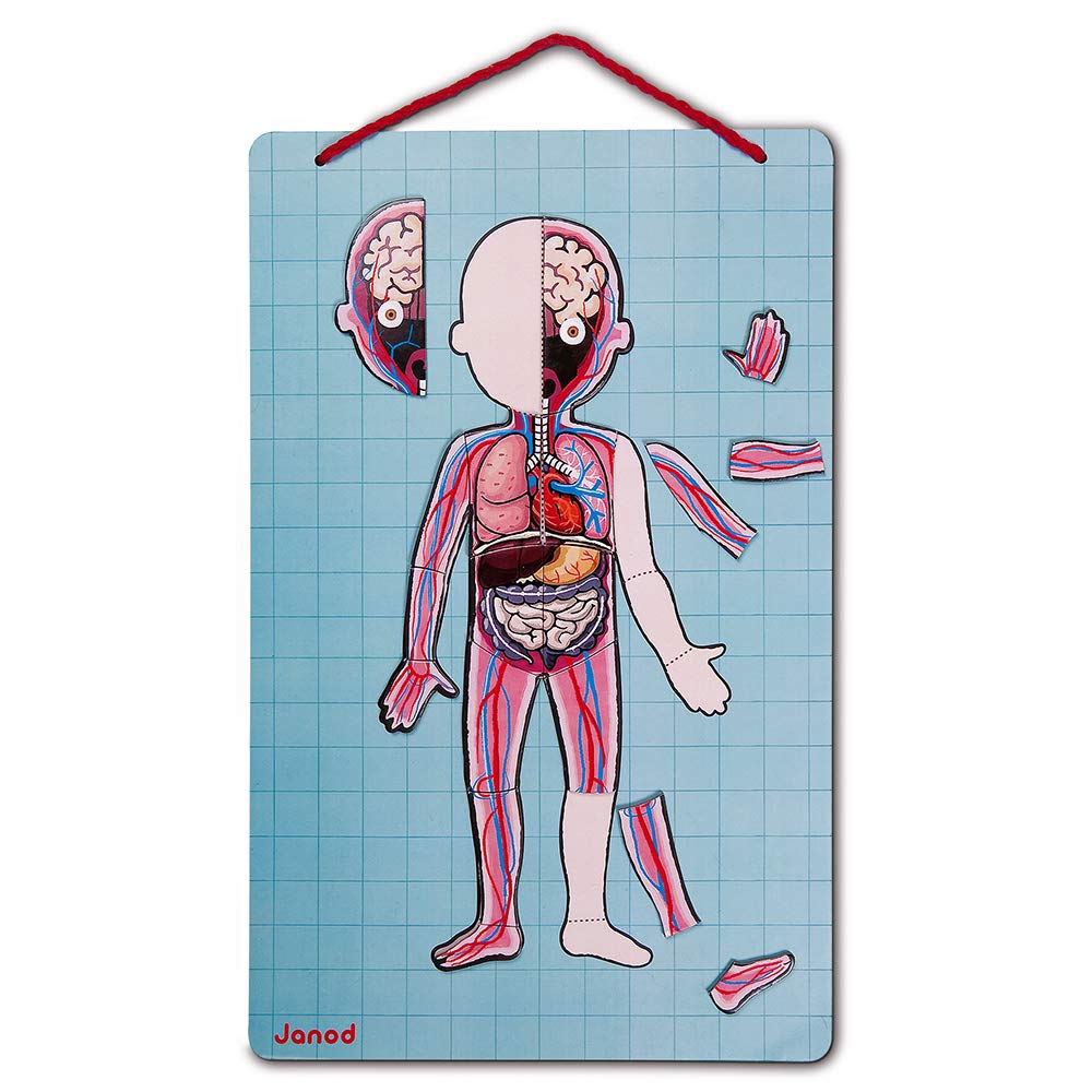 Janod Bodymagnet Human Body Game - 76 Magnetic Pieces, Anatomy & Organs, Model J05491, Multicolored, FSC® Certified, Ages 7+